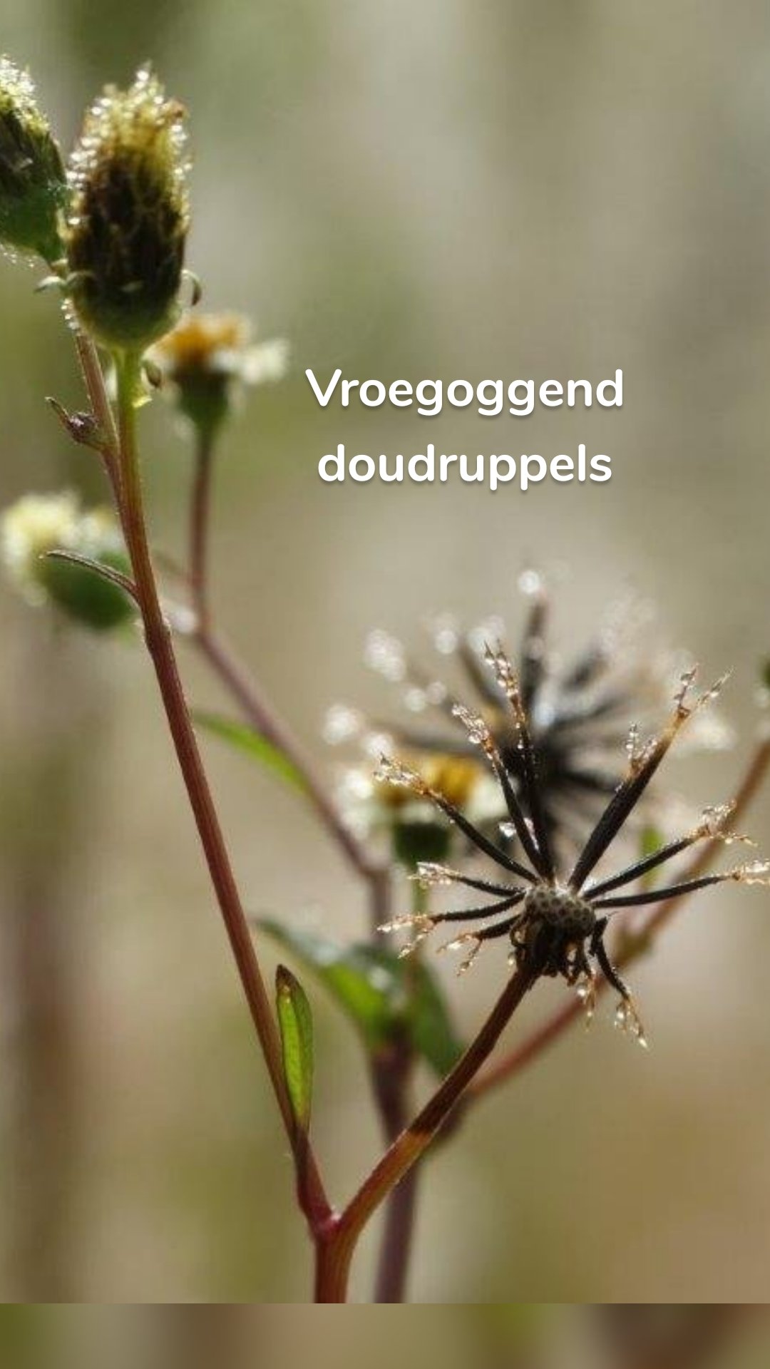 Vroegoggend doudruppels